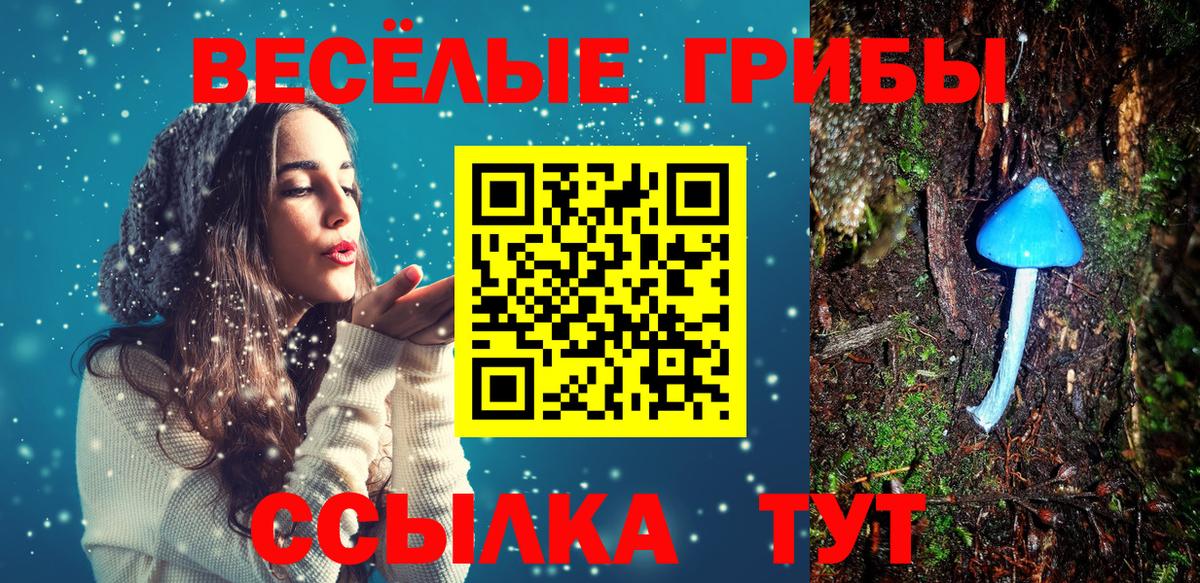 Черняховск  Галлюциногенные грибы Psilocybine cubensis  Вход с VPN 